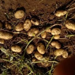 内蒙古集宁优质土豆，夏坡蒂；克新一号；荷兰十五。