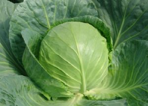 2016尚义甘蓝俏销大江南北