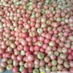 东昌府沙镇刘森华5月硬粉西红柿