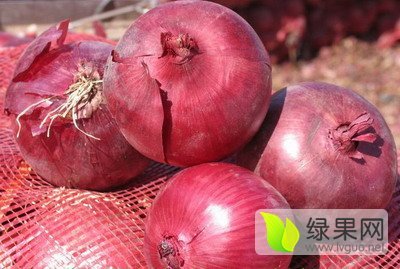 2015年河北围场红皮洋葱价格