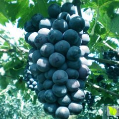 辽宁北宁出售辽峰葡萄何去何从