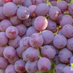 陕西大荔红提葡萄名优产品