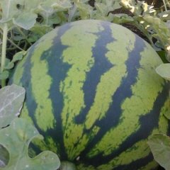 2015集贤西瓜收购工作全面开展