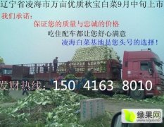 辽宁省凌海市万亩白菜出售 品种繁多