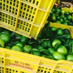富川水果蔬菜诚信合作社