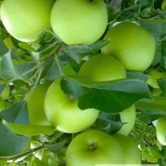 2019中宁枸杞之乡苹果大量上市