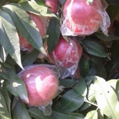 陕西大荔200-1蜜桃名优产品