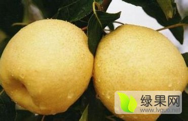 2015年陕西大荔砀山酥梨价格