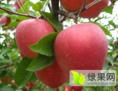 冠县水果王先生9月红星苹果