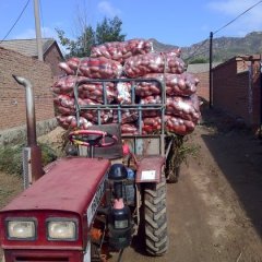 河北围场荷兰十四土豆是名优特产