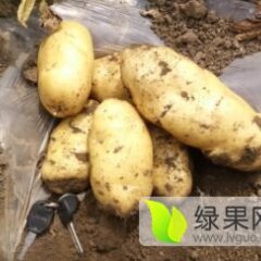 陕西定边荷兰十五土豆质量上乘