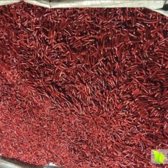 2015单县辣椒现在订货有惊喜