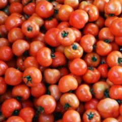 北票西红柿火爆招商中,庄头王先生诚信合作