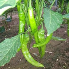 昌乐城南刘建9月陇椒辣椒