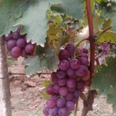 永年巨玫瑰葡萄色泽靓丽，果粉浓厚