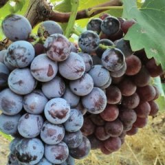 永年张西酿酒葡萄酿酒所需最佳之选