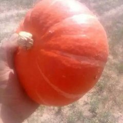 陕西定边金红冠南瓜是名优特产