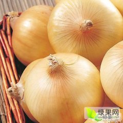 2015玉门洋葱现在订货有惊喜