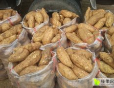 河南瓦岗商薯19红薯产销两旺