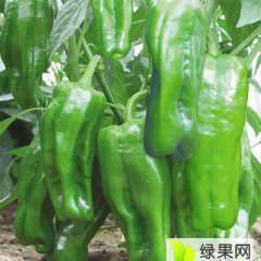 山东费县芜湖椒辣椒，砀椒三号，线椒，螺丝椒
