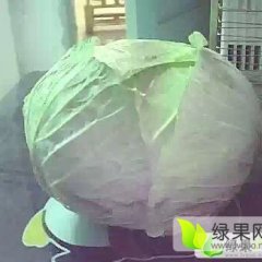 河南开封包菜大量供应