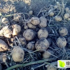 公主岭公主张继锋9月荷兰七号土豆