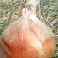 本人在武威古浪种植了三百百多亩洋葱