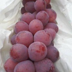 陕西大荔红提葡萄细嫩多汁