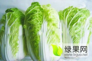 2017年辽宁凌海韩国黄心白菜价格