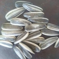 昌吉市新疆李先生8月三道眉葵花