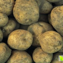 吉林扶余延薯四号土豆逐渐升温