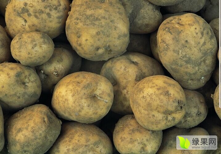 2015年吉林扶余延薯四号价格