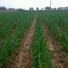 安丘凌河铁杆大葱价格适宜