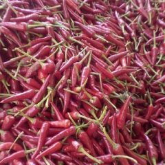 通许邸阁新一代朝天椒辣椒产销两旺