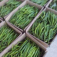 2015通许辣椒抓住商机无限