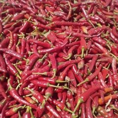 2015通许辣椒再不来就没机会了！