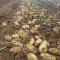 2015康保土豆今年价格有看点