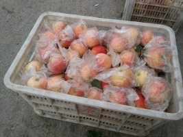 2015年山西万荣红星价格