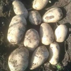 黑龙江呼兰荷兰七号土豆绿色无公害