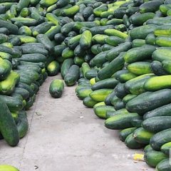 供应：山东金乡子弹头黑皮冬瓜-便宜啦