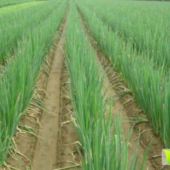 山东安丘长白大葱著名品牌