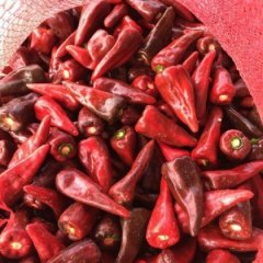 山东金乡北京红大量上市