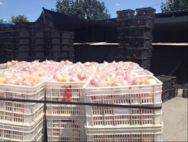 2015临猗膜袋早熟红富士苹果