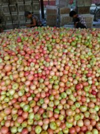 山东东昌府欧冠粉果西红柿，质量上乘