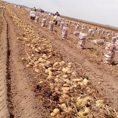 内蒙古锡林浩特夏波蒂土豆产销两旺