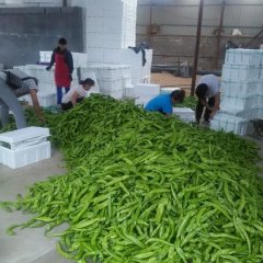 山东昌乐尖椒线椒上货量大