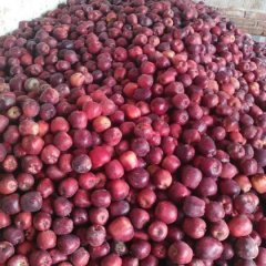 2019甘肃天水红蛇果苹果