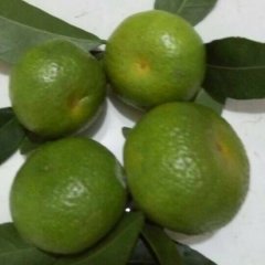 江洲驮卢小唐9月南丰蜜桔柑橘
