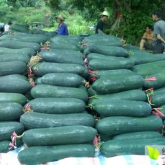 供应：山东金乡黑皮冬瓜-出售冬瓜-便宜啦！