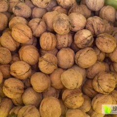 富源富村山核桃营养丰富